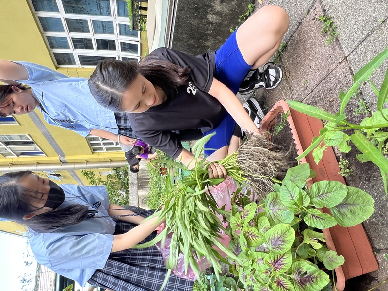 學生正在採收自己學期種植的紅莧菜跟空心菜，連根拔起
